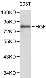Western blot of HGF pAb in extracts from 293T cells.