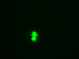 Anti-HHex mouse monoclonal antibody immunofluorescent staining of COS7 cells transiently transfected by pCMV6-ENTRY HHex.