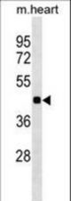 HHEX Antibody western blot of mouse heart tissue lysates (35 ug/lane). The HHEX antibody detected the HHEX protein (arrow).