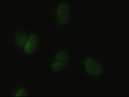Anti-HHex mouse monoclonal antibody immunofluorescent staining of HeLa cells transiently transfected by pCMV6-ENTRY HHex.