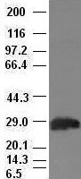 Hex antibody (2H7) at 1:100 dilution + Lysates from HEK-293T cells transfected with human Hex expression vector.