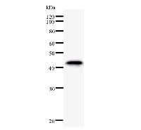 Western blot analysis of immunized recombinant protein, using anti-HHEX monoclonal antibody.