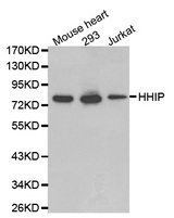 Western blot analysis of extracts of various cell lines, using HHIP antibody.