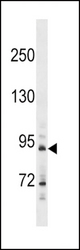 HHIP Antibody western blot of A549 cell line lysates (35 ug/lane). The HHIP antibody detected the HHIP protein (arrow).