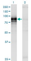 Western blot of HHIP expression in transfected 293T cell line by HHIP monoclonal antibody (M01), clone 5D11.