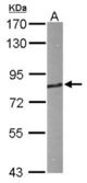 Sample (50 ug of whole cell lysate). A: Mouse brain. 7.5% SDS PAGE. HHIP / HIP antibody diluted at 1:1000.