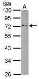 Sample (30 ug of whole cell lysate) A: SK-N-SH 10% SDS PAGE GPD2 antibody diluted at 1:1000