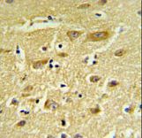 HIAT1 Antibody IHC of formalin-fixed and paraffin-embedded human brain tissue followed by peroxidase-conjugated secondary antibody and DAB staining.