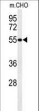 Western blot of HIAT1 Antibody in CHO cell line lysates (35 ug/lane). HIAT1 (arrow) was detected using the purified antibody.