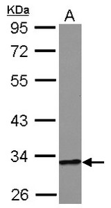 Sample (30 ug of whole cell lysate) A: A549 10% SDS PAGE HIBADH antibody diluted at 1:10000
