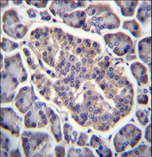 GPD2 Antibody immunohistochemistry of formalin-fixed and paraffin-embedded human pancreas tissue followed by peroxidase-conjugated secondary antibody and DAB staining.