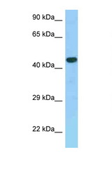 GPER / GPR30 antibody LS-C146295 Western blot of Fetal Kidney lysate. Antibody concentration 1 ug/ml.