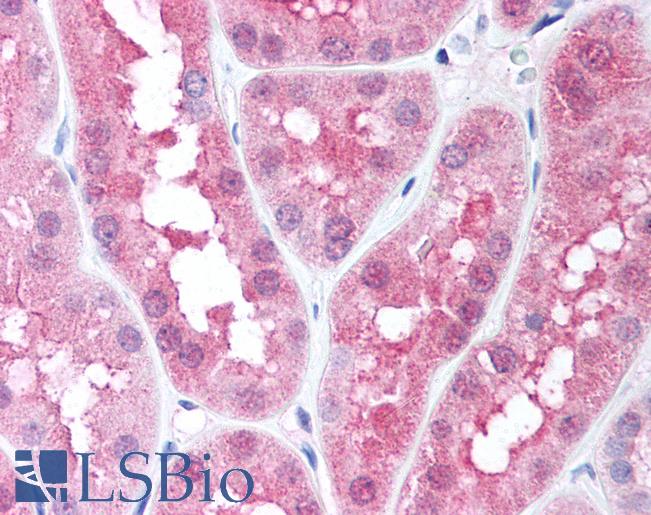 Anti-HIF1AN antibody IHC of human kidney. Immunohistochemistry of formalin-fixed, paraffin-embedded tissue after heat-induced antigen retrieval. Antibody LS-B667 concentration 5 ug/ml.