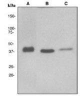 Western blot analysis on (A) Jurkat, (B) 293T and (C) A375 cell lysates using anti-FIH1 antibody (LS-C105594).