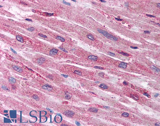Anti-HIF1AN antibody IHC of human heart. Immunohistochemistry of formalin-fixed, paraffin-embedded tissue after heat-induced antigen retrieval. Antibody LS-B1535 concentration 5 ug/ml.