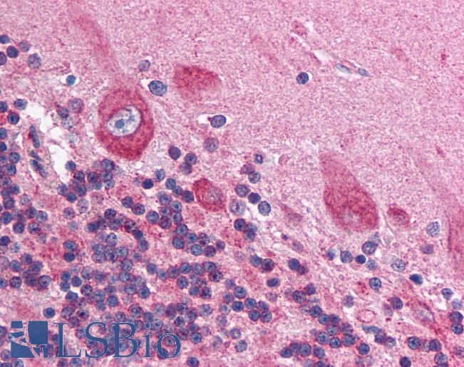 Anti-HIF1AN antibody IHC of human brain, cerebellum. Immunohistochemistry of formalin-fixed, paraffin-embedded tissue after heat-induced antigen retrieval. Antibody LS-B1535 concentration 5 ug/ml.