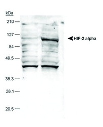 HIF-2 alpha detected in hypoxic human lysate. Lane 1: normoxic A549 lysate control, lane 2: hypoxic A549 lysate.