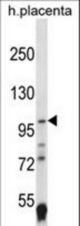 EPAS1 Antibody western blot of human placenta tissue lysates (35 ug/lane). The EPAS1 antibody detected the EPAS1 protein (arrow).