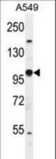 EPAS1 Antibody western blot of A549 cell line lysates (35 ug/lane). The EPAS1 antibody detected the EPAS1 protein (arrow).