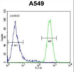 EPAS1 Antibody flow cytometry of A549 cells (right histogram) compared to a negative control cell (left histogram). FITC-conjugated goat-anti-rabbit secondary antibodies were used for the analysis.