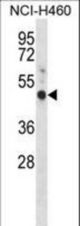 GPER Antibody western blot of NCI-H460 cell line lysates (35 ug/lane). The GPER antibody detected the GPER protein (arrow).