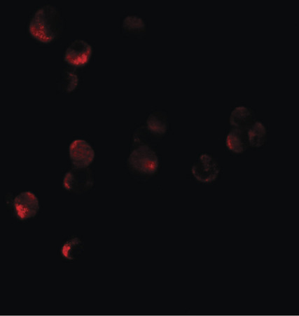Immunofluorescence of HIG1 in 293 cells tissue with HIG1 antibody at 10 ug/ml.