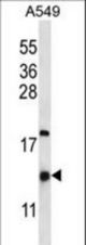 HIGD2A Antibody western blot of A549 cell line lysates (35 ug/lane). The HIGD2A antibody detected the HIGD2A protein (arrow).