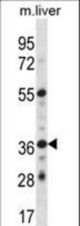 GPER Antibody western blot of mouse liver tissue lysates (35 ug/lane). The GPER antibody detected the GPER protein (arrow).