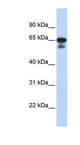 HINFP antibody LS-C101735 Western blot of Transfected 293T cell lysate.