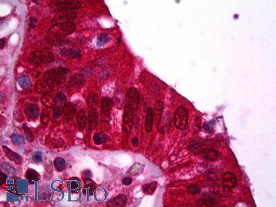 Anti-HINT1 antibody IHC of human colon. Immunohistochemistry of formalin-fixed, paraffin-embedded tissue after heat-induced antigen retrieval. Antibody LS-B6705 dilution 1:50.