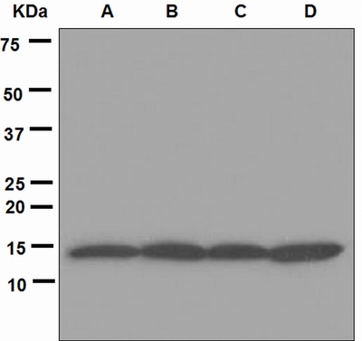 Western blot analysis on (A) 293T, (B) MCF-7, (C) HepG2 and (D) Jurkat cell lysates using anti-Hint1 antibody.
