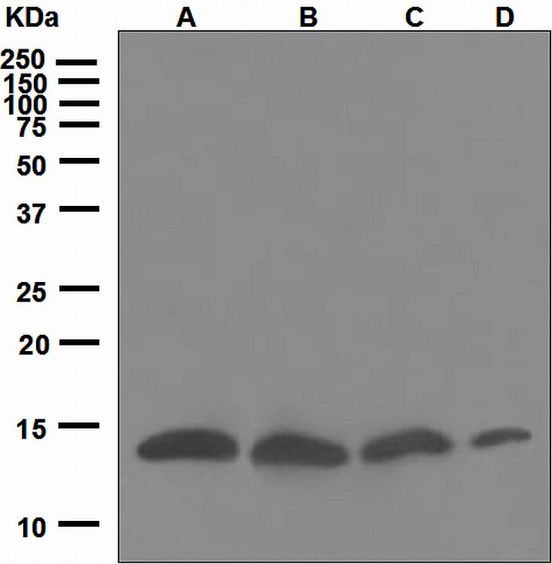 Western blot analysis on (A) 293T, (B) Jurkat, (C) Raji, and (D) HeLa cell lysates using anti-Hint1 antibody.