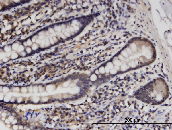 Immunoperoxidase of monoclonal antibody to HINT1 on formalin-fixed paraffin-embedded human small Intestine. [antibody concentration 3 ug/ml]