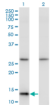 Western blot of HINT1 expression in transfected 293T cell line by HINT1 monoclonal antibody (M05), clone 2D7.