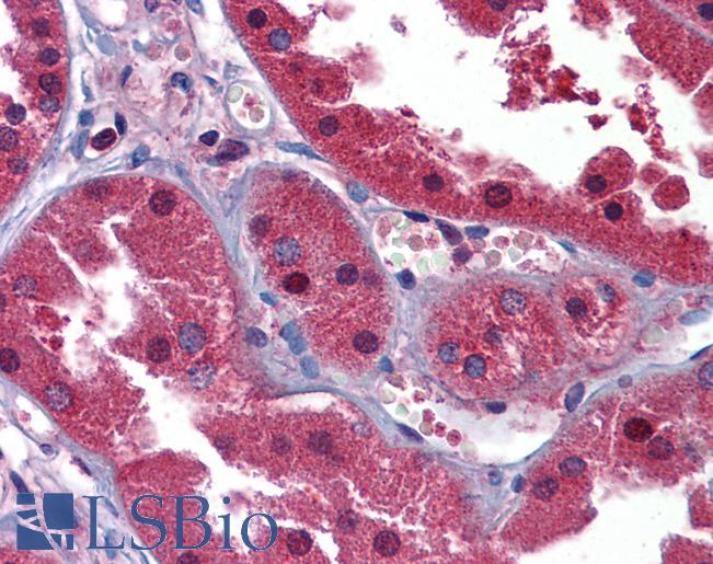Anti-HINT1 antibody IHC of human kidney. Immunohistochemistry of formalin-fixed, paraffin-embedded tissue after heat-induced antigen retrieval. Antibody LS-B5852 concentration 2.5 ug/ml.