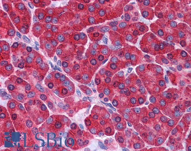 Anti-HINT1 antibody IHC of human pancreas. Immunohistochemistry of formalin-fixed, paraffin-embedded tissue after heat-induced antigen retrieval. Antibody LS-B4989 concentration 5 ug/ml.