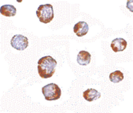 Immunocytochemistry of HINT1 in Jurkat cells with HINT1 antibody at 2.5 ug/ml.