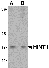 Western blot of HINT1 in Jurkat lysate with HINT1 antibody at (A) 1 and (B) 2 ug/ml.