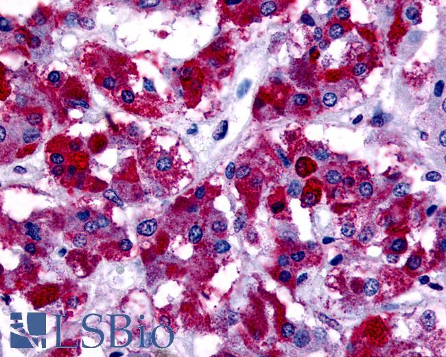 Anti-GPER1 / GPR30 antibody IHC of human adrenal. Immunohistochemistry of formalin-fixed, paraffin-embedded tissue after heat-induced antigen retrieval.