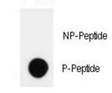 Dot blot of anti-Phospho-HIPK2-pY361 Antibody on nitrocellulose membrane. 50ng of Phospho-peptide or Non Phospho-peptide per dot were adsorbed. Antibody working concentrations are 0.5ug per ml.