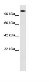 HepG2 Cell Lysate