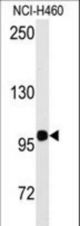 Western blot of anti-HIPK2 Antibody (Y361) in NCI-H460 cell line lysates (35 ug/lane). HIPK2 (arrow) was detected using the purified antibody.