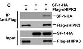 Detection of interaction between HIPK3 and SF-1 by coimmunoprecipitation. After expression of SF-1-HA and Flag-sHIPK3 (aa 159 to 1191) in H1299 cells, the HIPK3 protein complex was immunoprecipitated with anti-Flag antibody or by direct loading to the gel (input). Western blotting was then performed to detect SF-1-HA and Flag-sHIPK3.