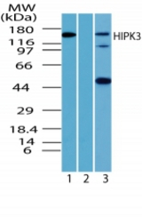 Western blot of HIPK3 inumouse testis lysate in the 1) absence, 2) presence of immunizing peptide and 3)?rat testis using antibody at 1 ug/ml.