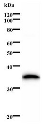Western blot of immunized recombinant protein using TUPLE1 antibody.