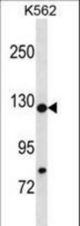 HIRA Antibody western blot of K562 cell line lysates (35 ug/lane). The HIRA antibody detected the HIRA protein (arrow).