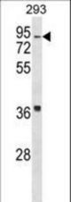 HIRIP3 Antibody western blot of 293 cell line lysates (35 ug/lane). The HIRIP3 antibody detected the HIRIP3 protein (arrow).
