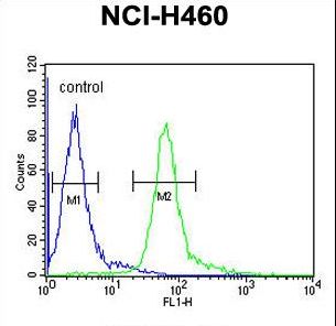 HIST1H1B Antibody flow cytometry of NCI-H460 cells (right histogram) compared to a negative control cell (left histogram). FITC-conjugated goat-anti-rabbit secondary antibodies were used for the analysis.