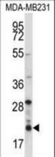 HIST1H1D Antibody western blot of MDA-MB231 cell line lysates (35 ug/lane). The HIST1H1D antibody detected the HIST1H1D protein (arrow).