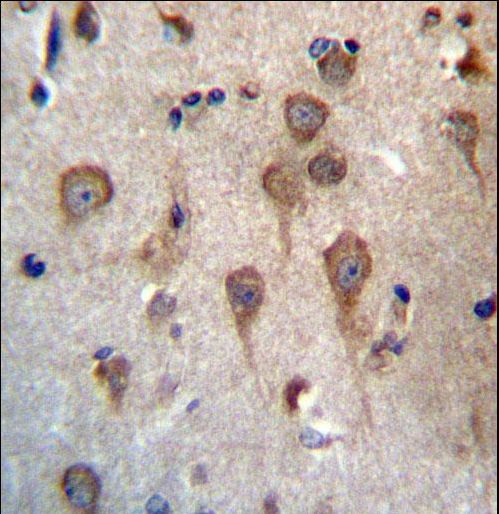 GPHB5 Antibody immunohistochemistry of formalin-fixed and paraffin-embedded human brain tissue followed by peroxidase-conjugated secondary antibody and DAB staining.